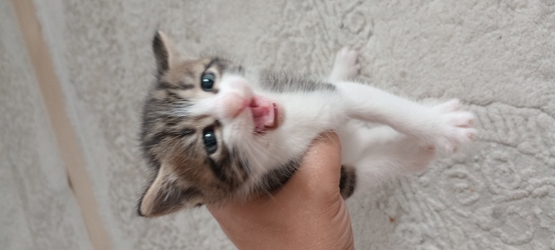 British Shorthair, Kedi  Yavru kediler fotoğrafı