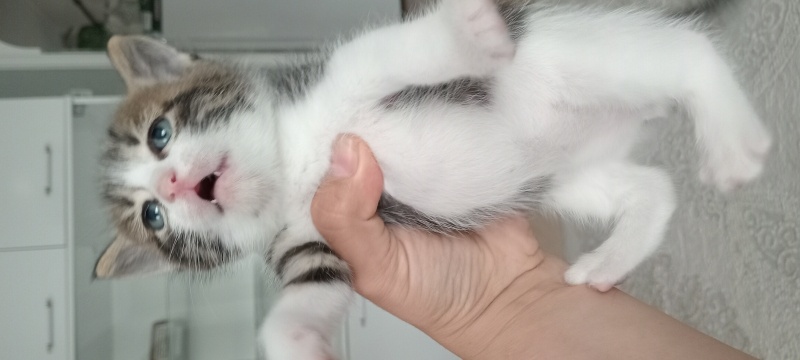 British Shorthair, Kedi  Yavru kediler fotoğrafı