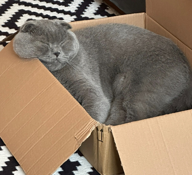 Scottish Fold, Kedi  Duman fotoğrafı