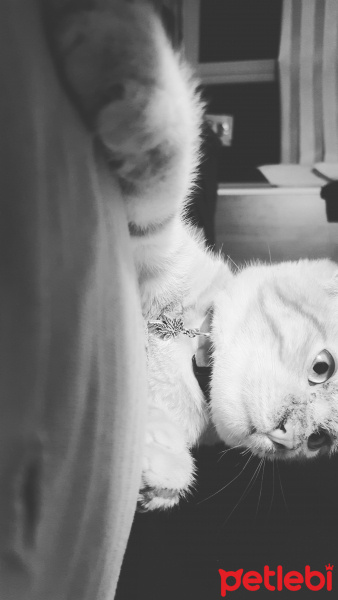 Savannah, Kedi  Simit fotoğrafı