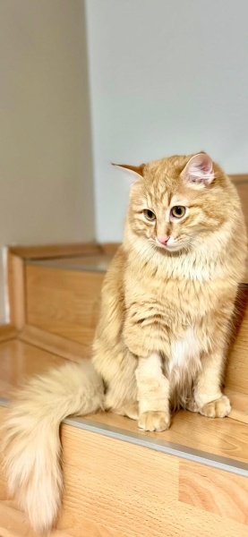 Sarman, Kedi  Sarı fotoğrafı
