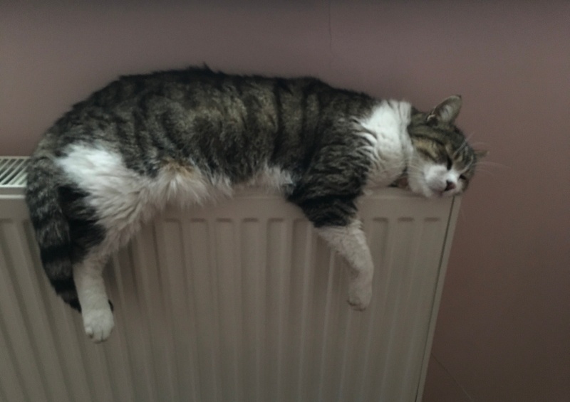 Tekir Kedi, Kedi  Bibi fotoğrafı
