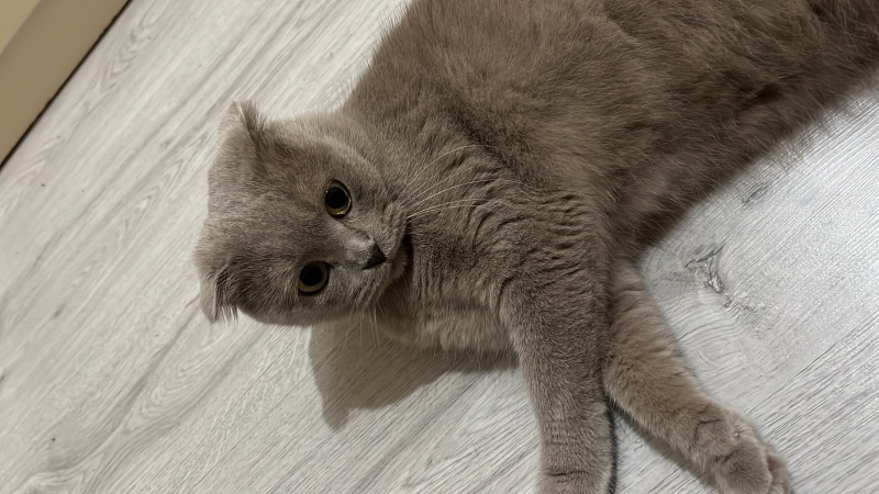 Scottish Fold, Kedi  Feriha fotoğrafı