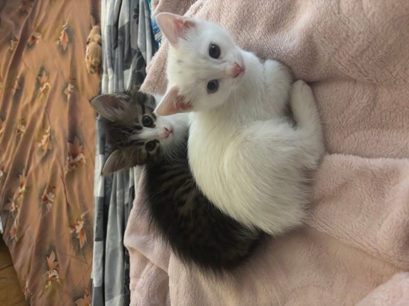 Van Kedisi, Kedi  Pamuk ve Sarma fotoğrafı