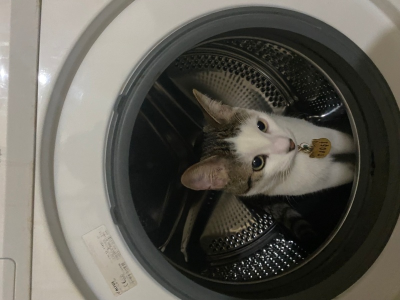Tekir Kedi, Kedi  TAOSHİ fotoğrafı