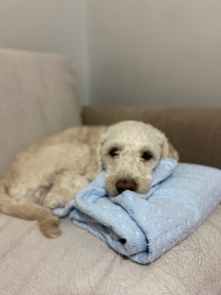 Maltese, Köpek  Boss fotoğrafı