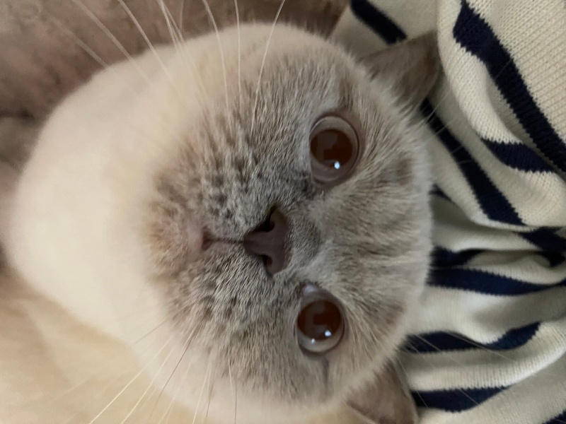 British Shorthair, Kedi  Luna fotoğrafı