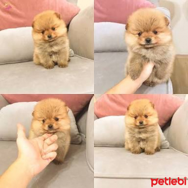 Pomeranyalı, Köpek  Badem fotoğrafı