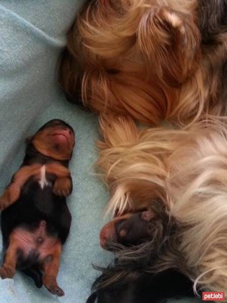 Yorkshire Terrier, Köpek  Loli fotoğrafı