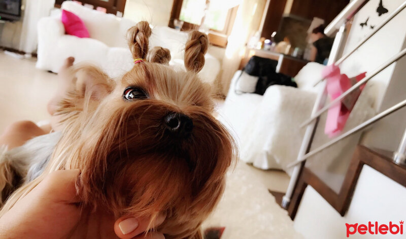 Yorkshire Terrier, Köpek  Loli fotoğrafı