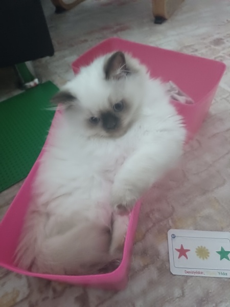 British Shorthair, Kedi  Pera fotoğrafı