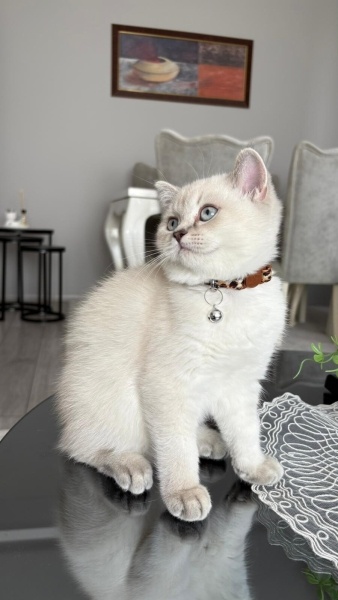 British Shorthair, Kedi  Maya fotoğrafı