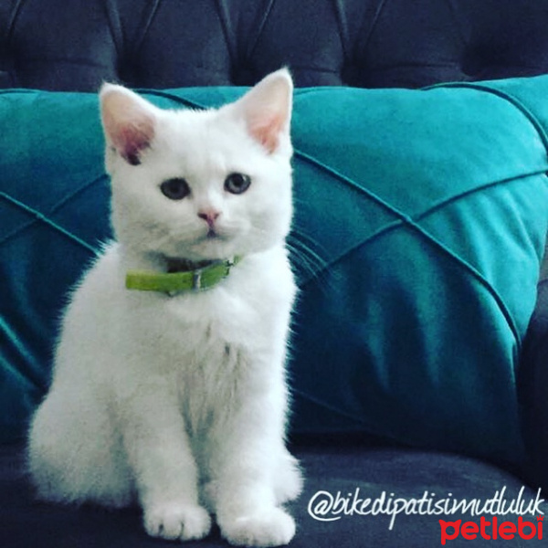 British Shorthair, Kedi  Poly fotoğrafı