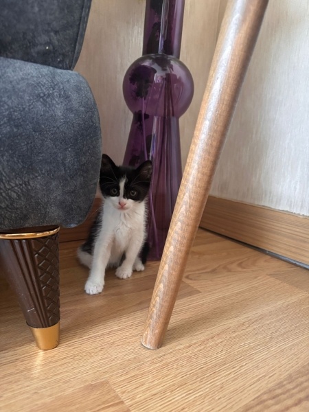 Tekir Kedi, Kedi  Oreo fotoğrafı
