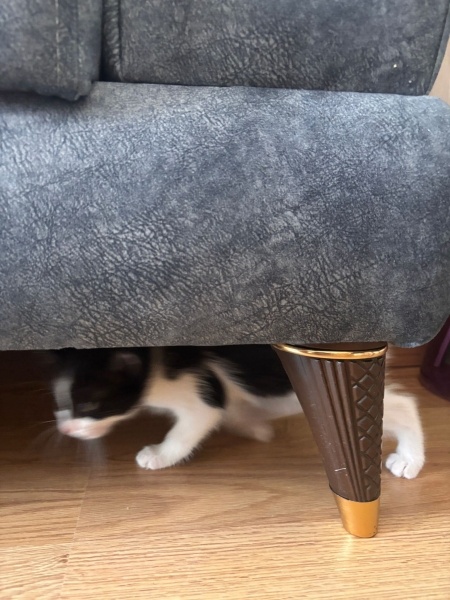 Tekir Kedi, Kedi  Oreo fotoğrafı