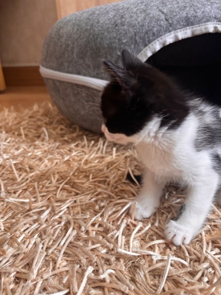 Tekir Kedi, Kedi  Oreo fotoğrafı