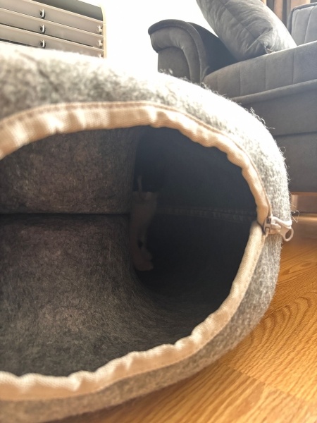 Tekir Kedi, Kedi  Oreo fotoğrafı