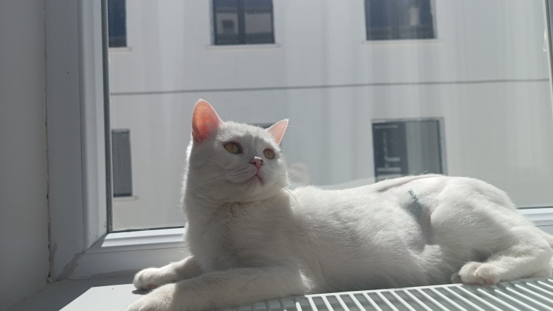 British Shorthair, Kedi  Sans fotoğrafı