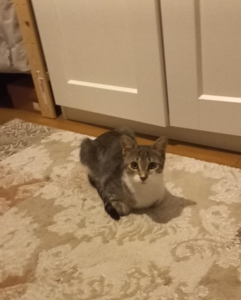 Tekir Kedi, Kedi  LENA fotoğrafı