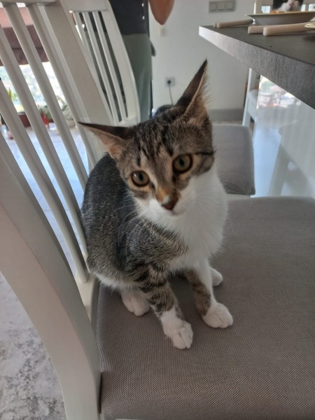 Tekir Kedi, Kedi  LENA fotoğrafı