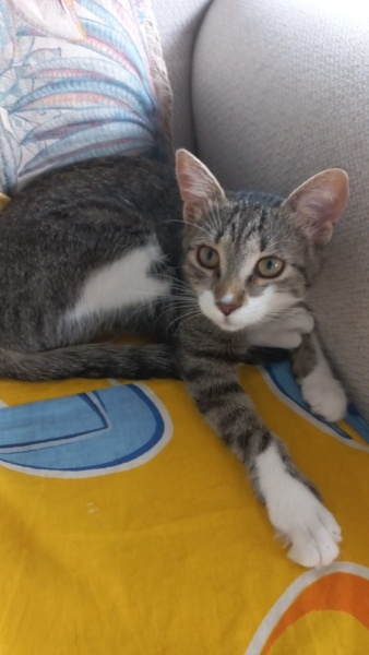 Tekir Kedi, Kedi  LENA fotoğrafı