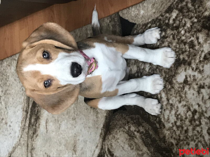 Beagle, Köpek  Isabel fotoğrafı