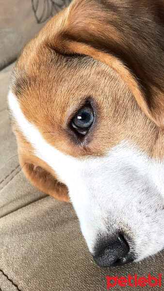 Beagle, Köpek  Isabel fotoğrafı