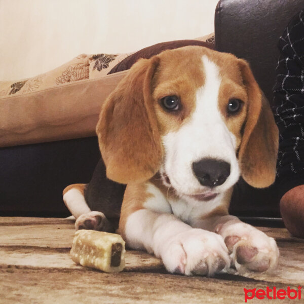 Beagle, Köpek  Isabel fotoğrafı