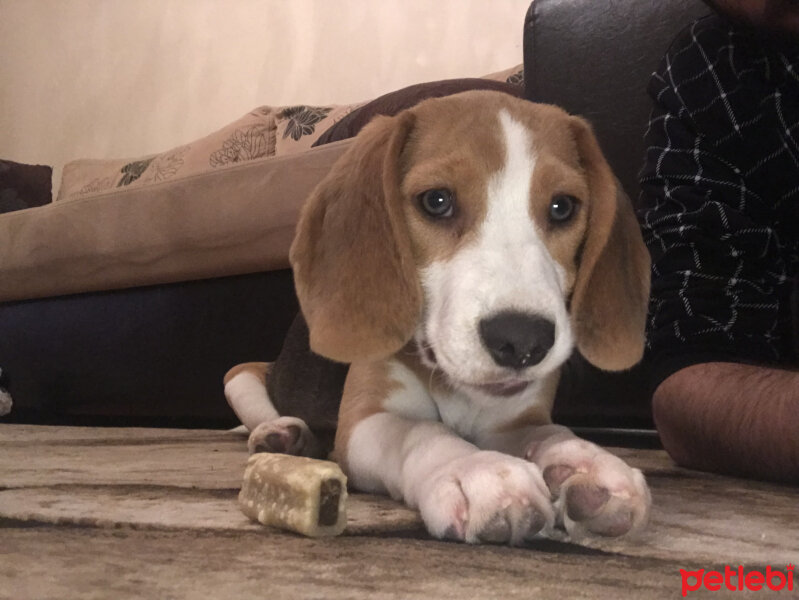 Beagle, Köpek  Isabel fotoğrafı