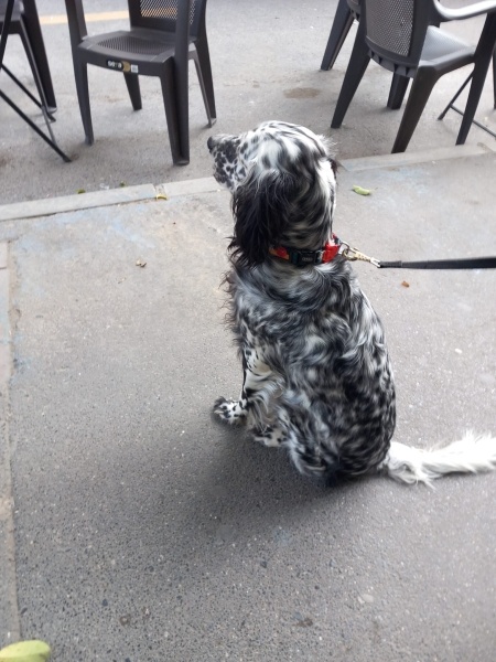 İngiliz Setter, Köpek  YOKO fotoğrafı