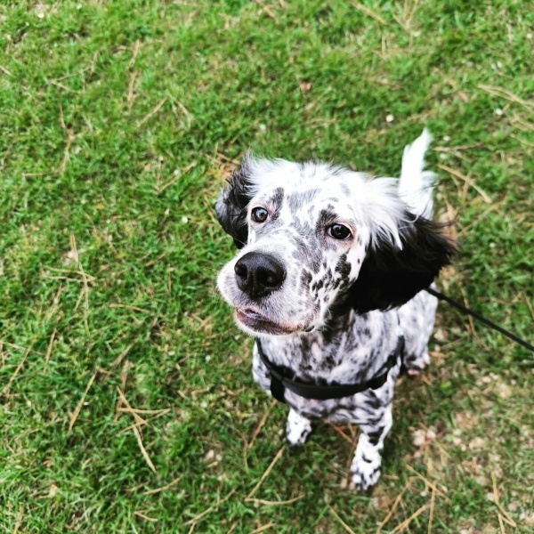 İngiliz Setter, Köpek  YOKO fotoğrafı