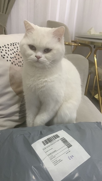 Scottish Fold, Kedi  Rozy fotoğrafı