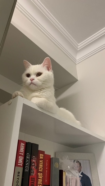 Scottish Fold, Kedi  Rozy fotoğrafı