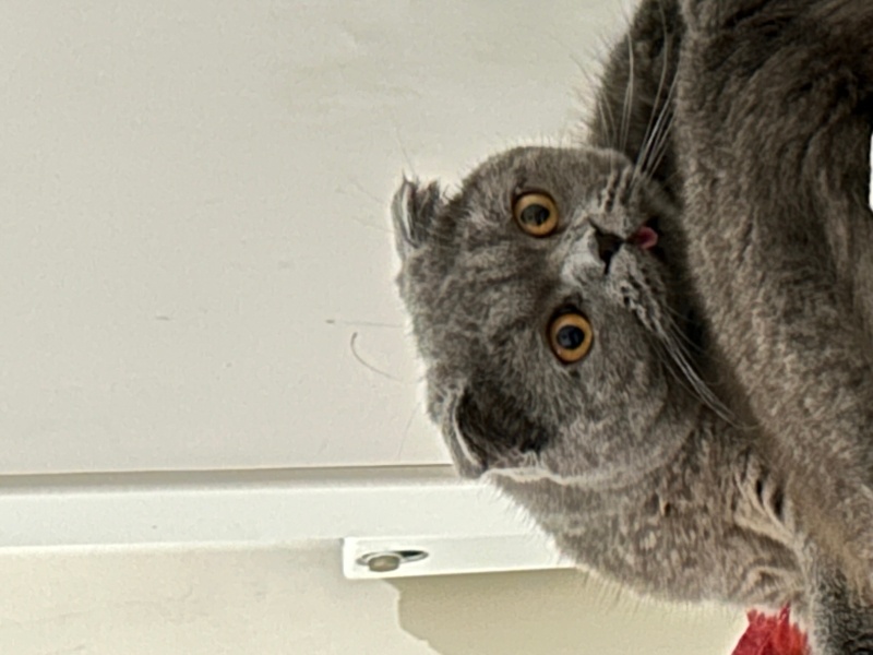 British Shorthair, Kedi  Ace fotoğrafı