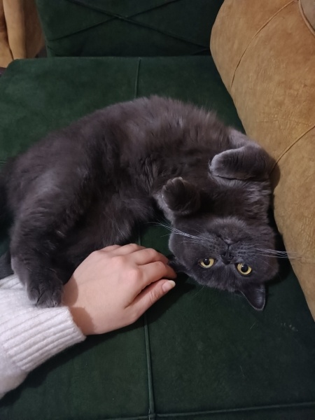 British Shorthair, Kedi  Simba acil yuva aranıyor kısırlaştırılmıs erkek fotoğrafı