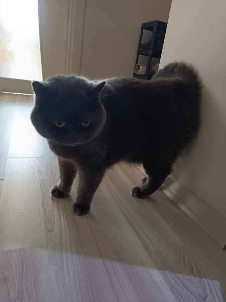 British Shorthair, Kedi  Simba acil yuva aranıyor kısırlaştırılmıs erkek fotoğrafı