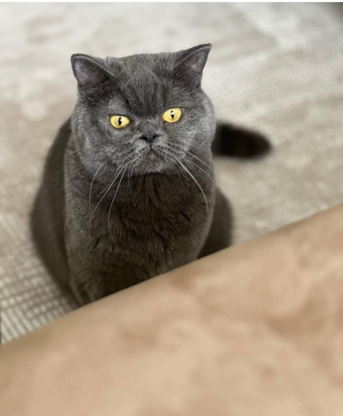 British Shorthair, Kedi  Bıdık fotoğrafı