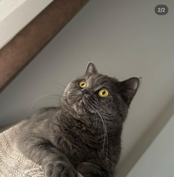 British Shorthair, Kedi  Bıdık fotoğrafı
