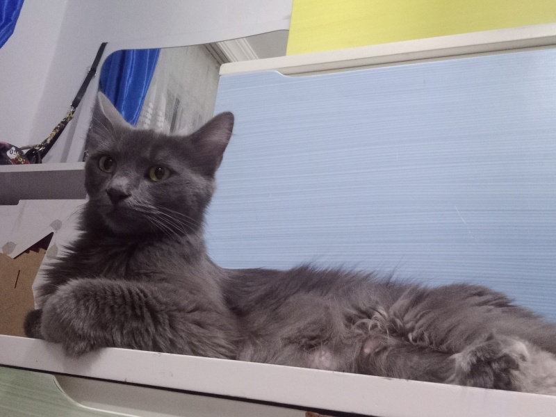 British Longhair, Kedi  Bella fotoğrafı