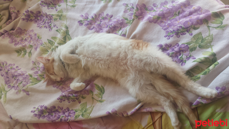 Chinchilla, Kedi  Karamel fotoğrafı
