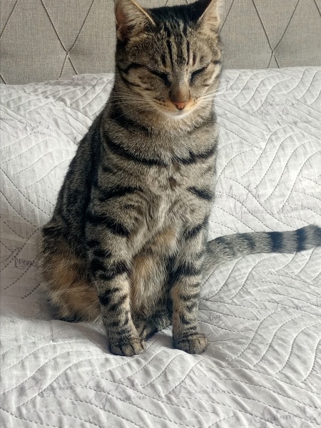 Tekir Kedi, Kedi  Biber fotoğrafı