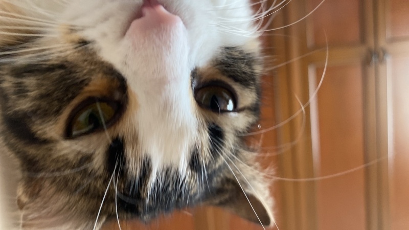 Tekir Kedi, Kedi  Venüs fotoğrafı