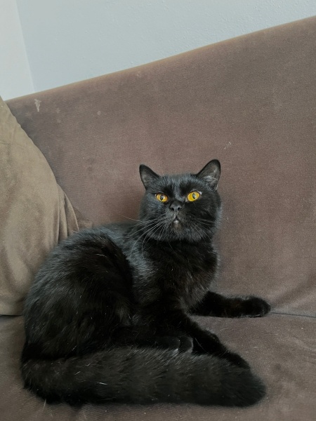 British Shorthair, Kedi  Ücretsiz sahiplendirme fotoğrafı