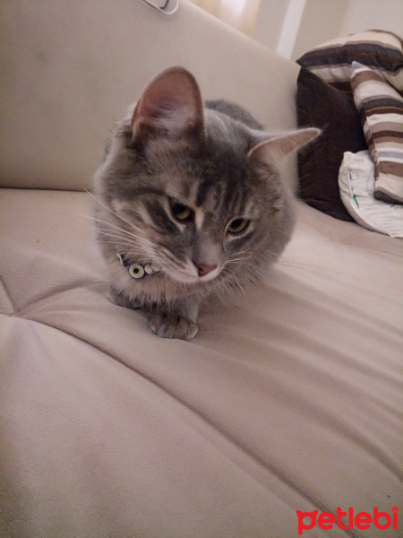 Tekir Kedi, Kedi  Sırma  fotoğrafı
