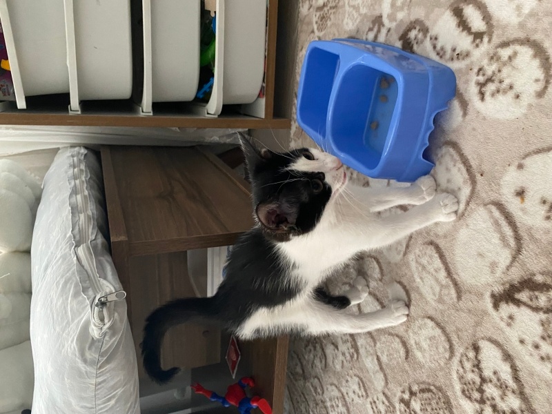 Tekir Kedi, Kedi  Miya fotoğrafı