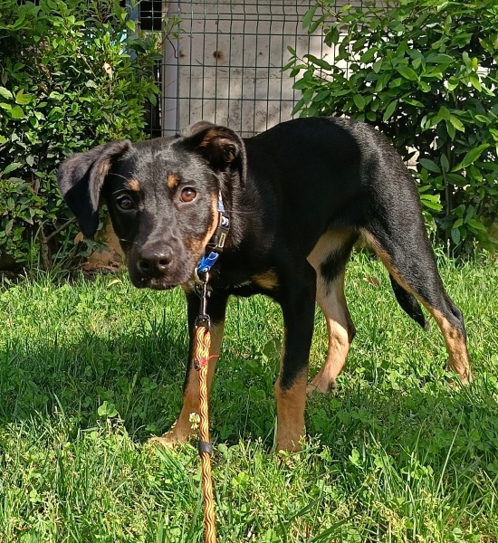 Labrador Retriever, Köpek  Fıstık fotoğrafı