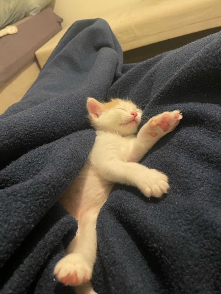 Tekir Kedi, Kedi  Fırfır fotoğrafı
