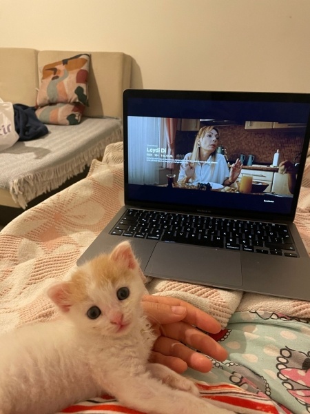 Tekir Kedi, Kedi  Fırfır fotoğrafı