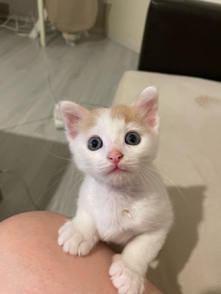 Tekir Kedi, Kedi  Fırfır fotoğrafı