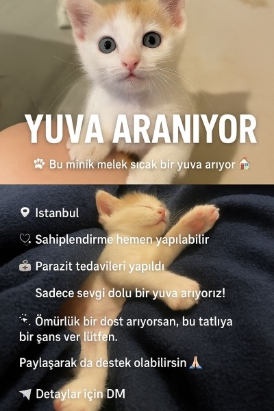 Tekir Kedi, Kedi  Fırfır fotoğrafı